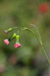 Florida tassleflower